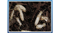 Plagas de termitas