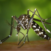 Moquits Tigre - Aedes Albopictus