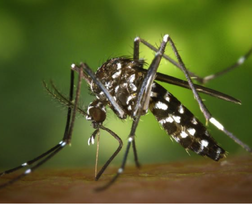 Moquits Tigre - Aedes Albopictus